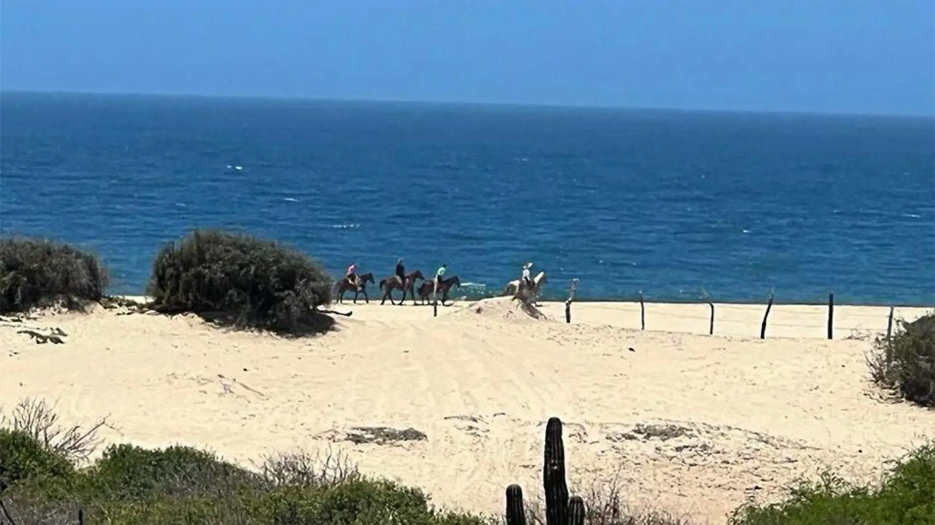 Vida silvestr caballos playa los cabos 2